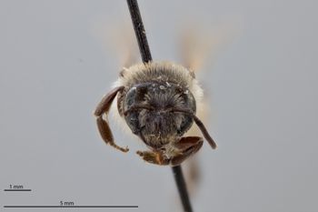 Media type: image;   Entomology 771538 Aspect: head frontal view